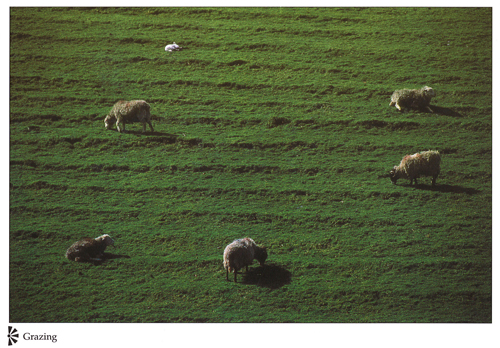 Grazing postcards